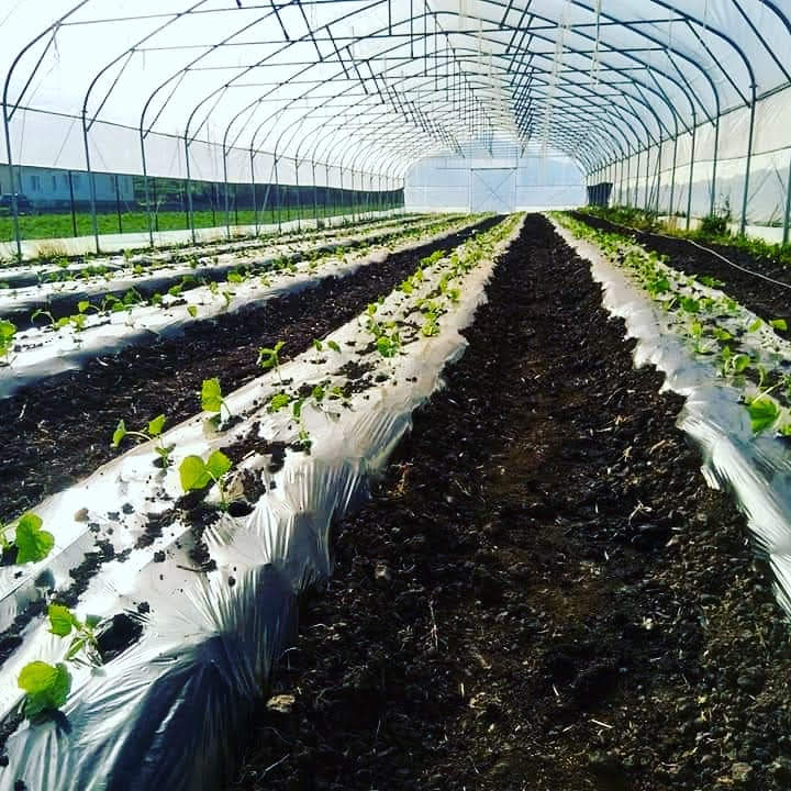 Rânduri cultivate în solar la începutul poveștii DeSaga